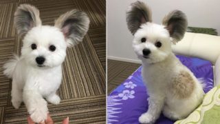 Proč je tato fenka hitem internetu? Podívejte se v&nbsp;GALERII a&nbsp;posuďte sami