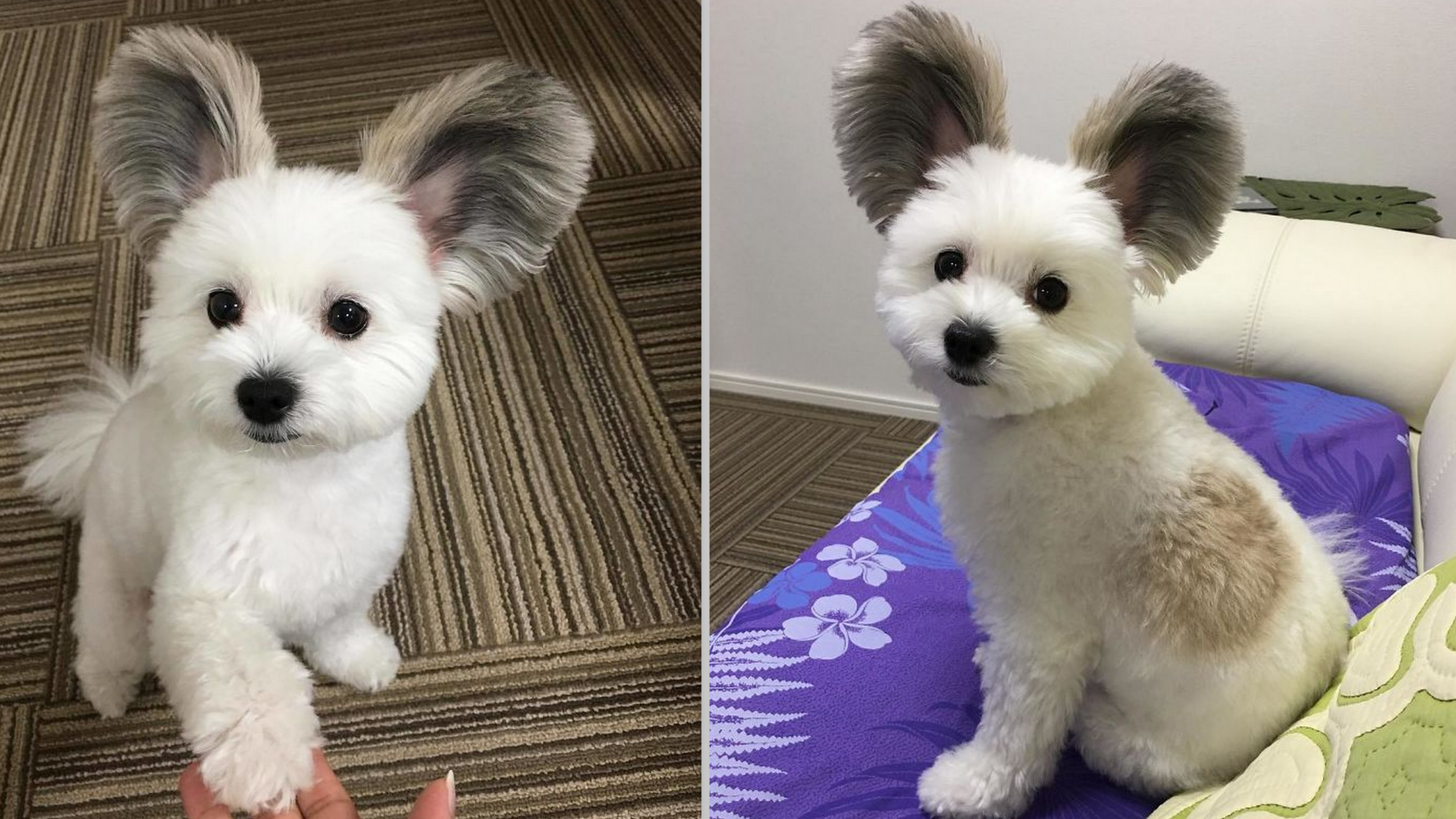 Proč je tato fenka hitem internetu? Podívejte se v&nbsp;GALERII a&nbsp;posuďte sami