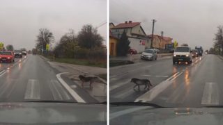 VIDEO: Šikula! Tenhle pes se chová na&nbsp;přechodu vzorněji než člověk