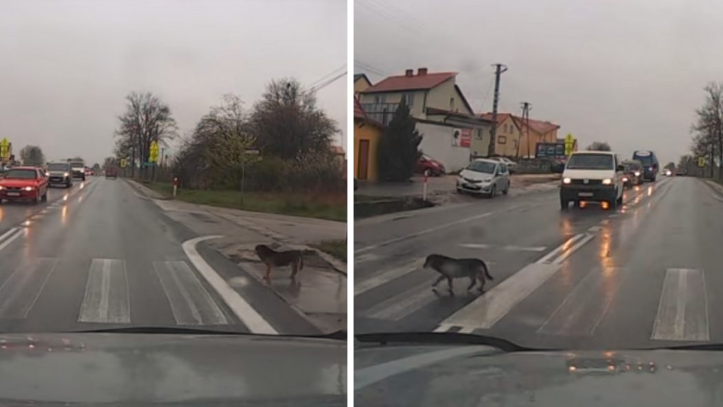VIDEO: Šikula! Tenhle pes se chová na přechodu vzorněji než člověk