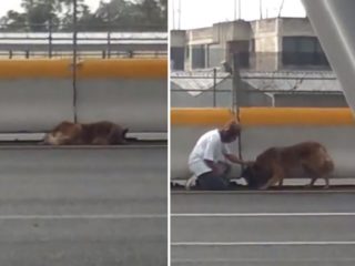 VIDEO: Záchranná akce odvážné ženy. Rozhodla se pomoci zraněnému psovi
