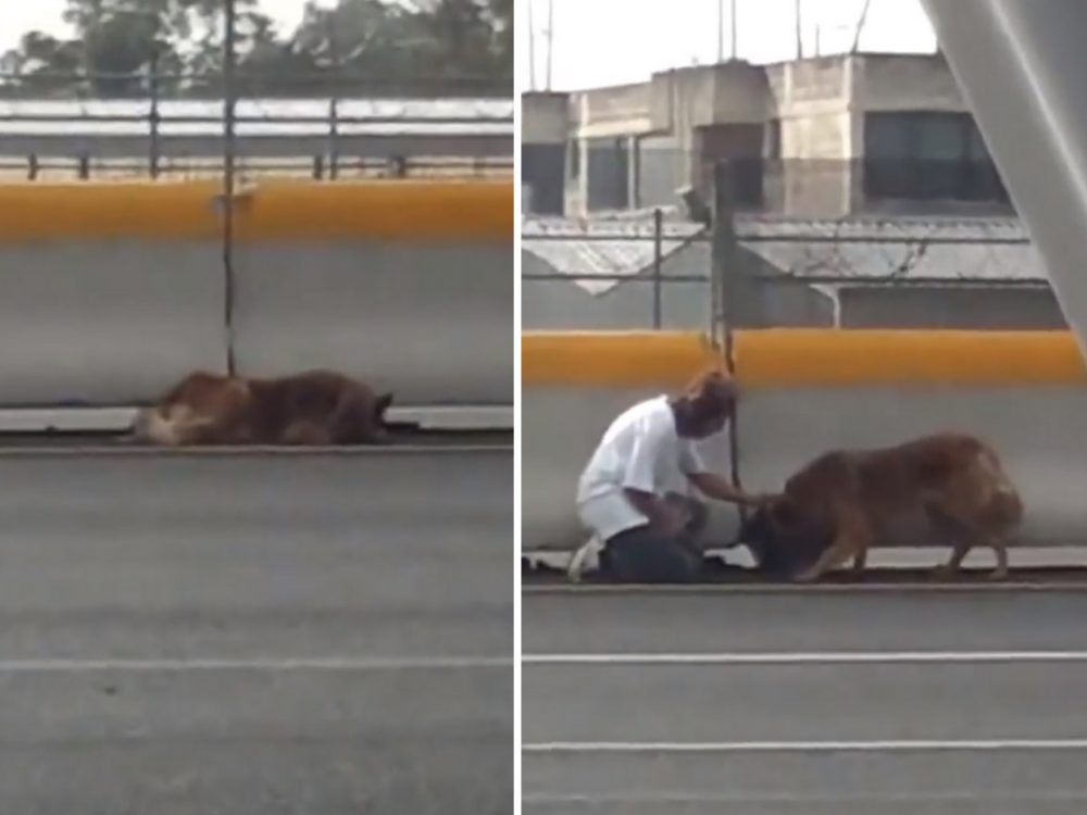 VIDEO: Záchranná akce odvážné ženy. Rozhodla se pomoci zraněnému psovi