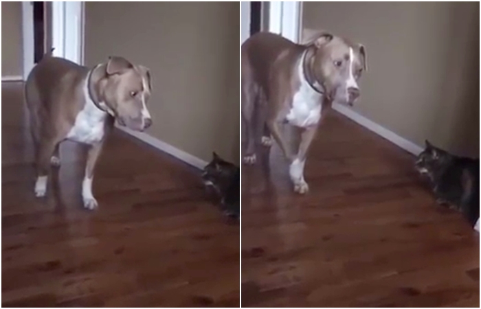 VIDEO: Nedýchat, nehýbat! Pitbull je k smrti vyděšený z číhající kočičky