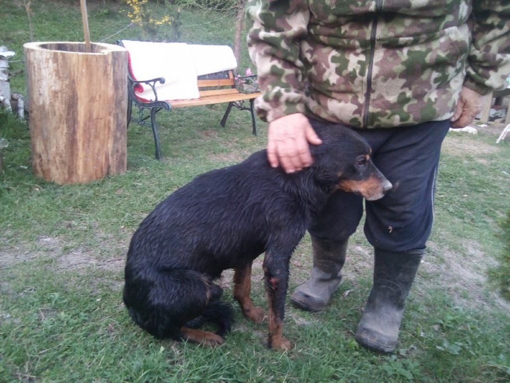 Krásný zásah! Hasiči zachránili psa, který uvízl v kanalizační rouře
