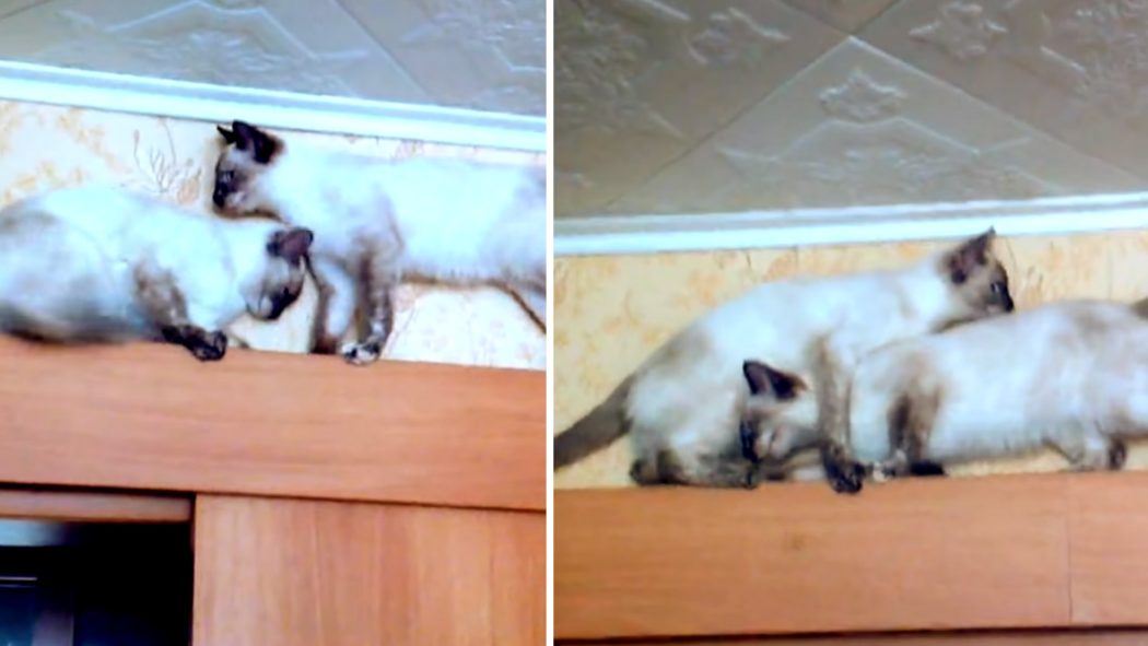 VIDEO: Kočky se snaží navzájem obejít. Také vám to připomíná hodinu tělocviku?