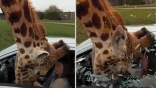 VIDEO: Zvědavé žirafě zavřeli hlavu do okénka. To neměli dělat