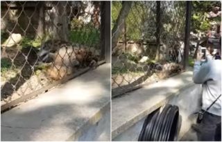 OTŘESNÉ VIDEO: Vlk v&nbsp;ZOO trpěl šílenými bolestmi. Ošetřovatel nebyl k&nbsp;nalezení