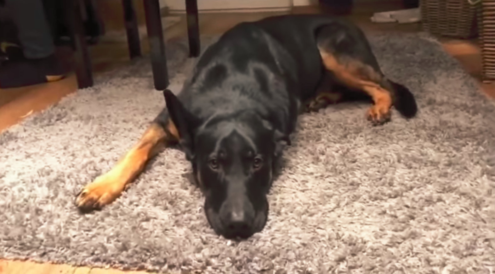 Pes a&nbsp;zpěv? Ve VIDEU uvidíte, že je to možné