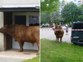 FOTO: Hasiči vyjeli k&nbsp;netradičnímu případu. Po&nbsp;sídlišti se pohyboval býk