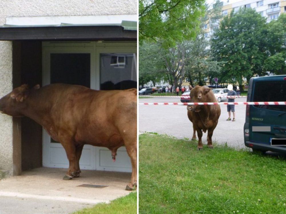 FOTO: Hasiči vyjeli k netradičnímu případu. Po sídlišti se pohyboval býk