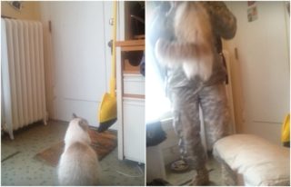 VIDEO: Dojemné! Kočička čeká na&nbsp;vojáka, její přivítání vás dostane