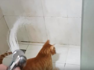 VIDEO: Šílenství. Kočička se nemůže dočkat, až si bude hrát ve vodě!