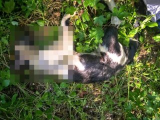 FOTO: Otřesný případ týrání! V&nbsp;Terezíně někdo utopil kočku v&nbsp;kašně