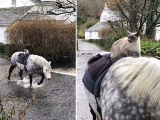 No tohle! Kocour si ve VIDEU osedlá koně a&nbsp;vyráží na&nbsp;projížďku