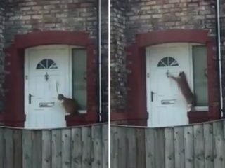 VIDEO: Nejslušnější zvíře na&nbsp;světě? Chování této kočky vás překvapí