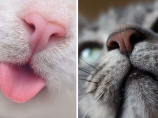 GALERIE: Kočičí nosánky zblízka. Tyto detailní snímky se jen tak nevidí