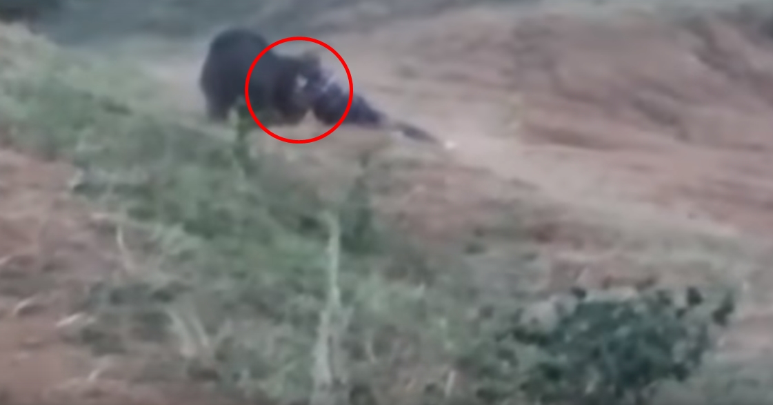 VIDEO: Muž si chtěl udělat selfíčko s medvědem. To neměl dělat!