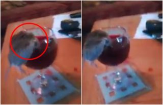 VIDEO: To je dáreček! Kočka hodila páníčkovi do vína něco nechutného