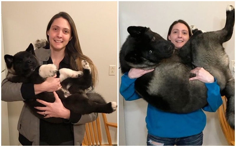 GALERIE: Z&nbsp;drobečka je obr! Rodina zachytila bleskový růst psa na&nbsp;sérii fotografií