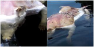 FOTO: Prase s&nbsp;lidskýma rukama a&nbsp;psím ocasem? Internet si láme hlavu nad záhadným tvorem