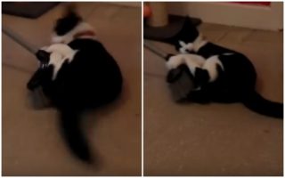 VIDEO: Tenhle kocour nesnáší koště! Pokaždé se ho snaží zavraždit