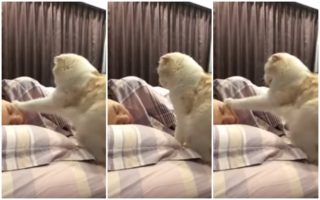 VIDEO: Tak už vstávej! Hladová kočka každé ráno budí svou paničku