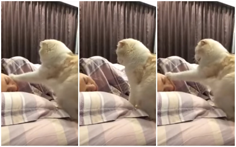 VIDEO: Tak už vstávej! Hladová kočka každé ráno budí svou paničku