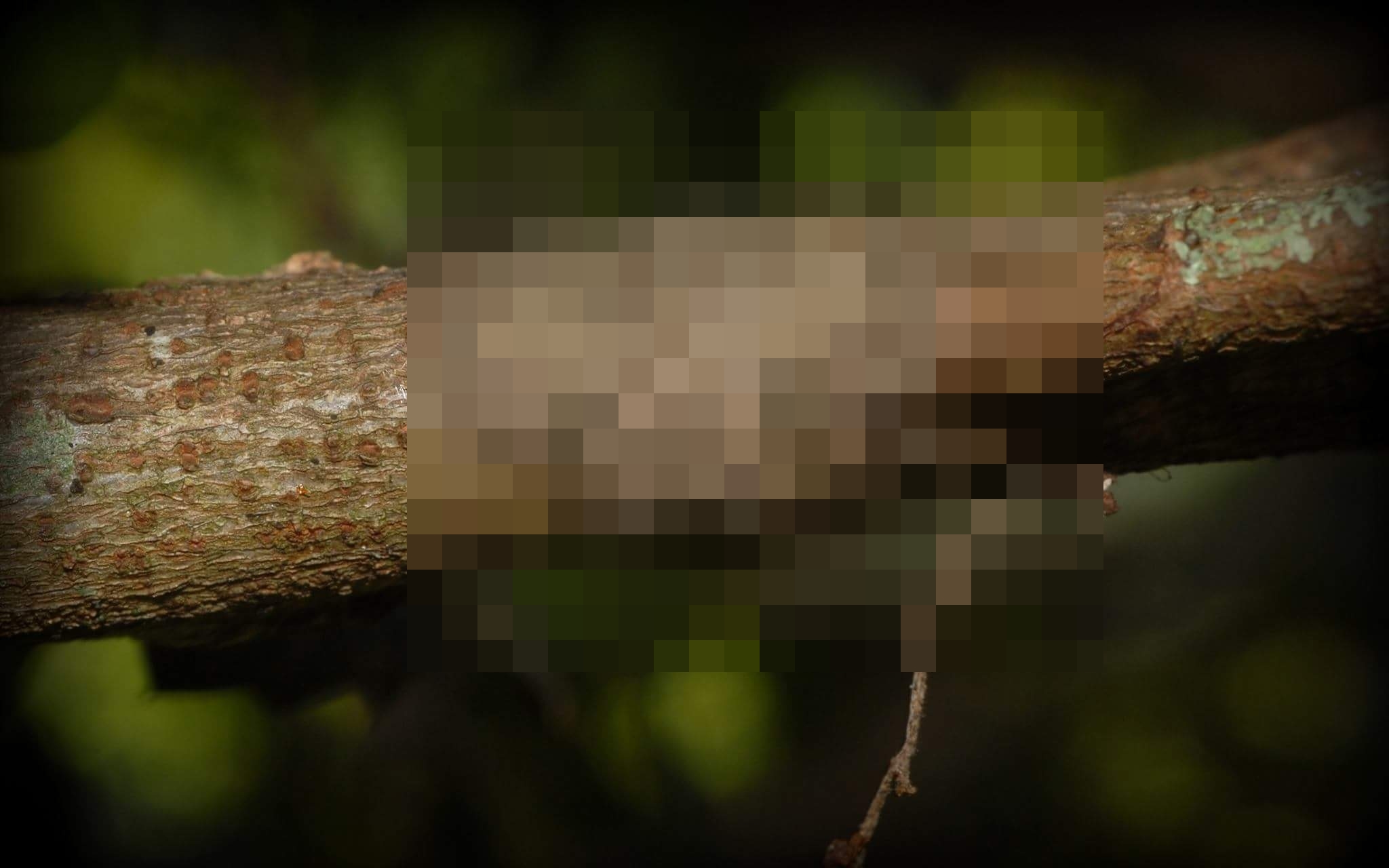 FOTO: Najdete na&nbsp;větvi pavouka? Je to mistr kamufláže!
