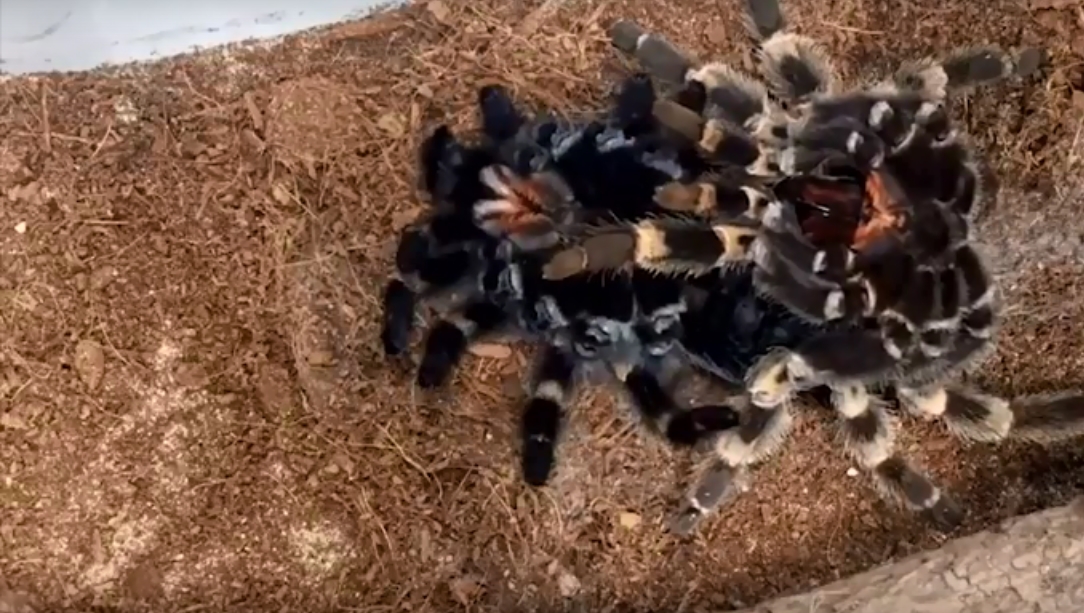 Děsivé VIDEO: Jak to vypadá, když se svléká tarantule?