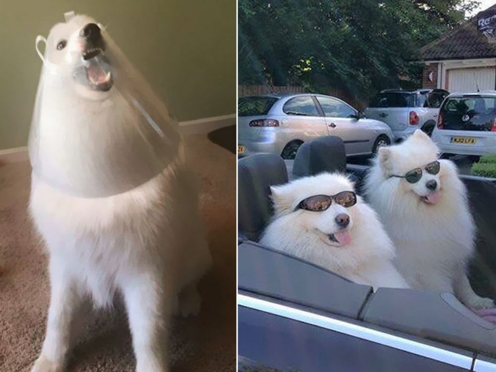 Pokud vám nezlepší náladu tahle PSÍ GALERIE, tak už asi nic