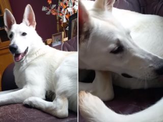 VIDEO: Pejsek ucítil svůj vlastní prd. Jeho reakce vás dostane!