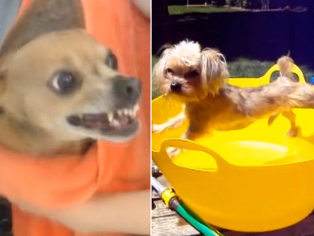 Tohle VIDEO se stalo hitem internetu. Koupání není pro&nbsp;každého