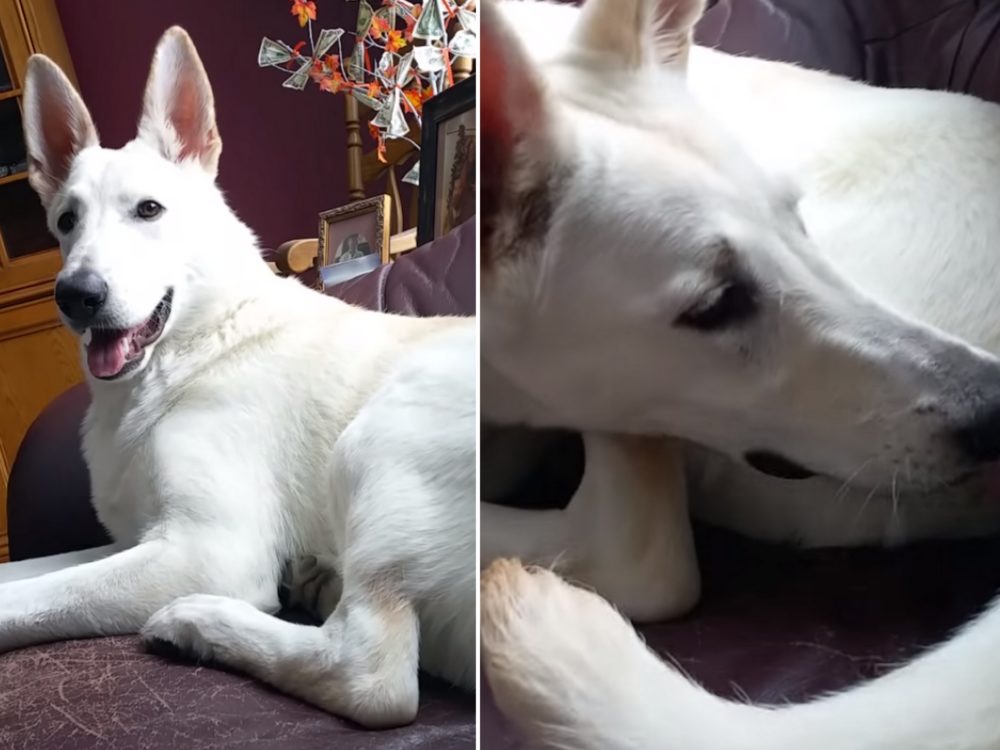 VIDEO: Pejsek ucítil svůj vlastní prd. Jeho reakce vás dostane!