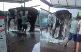 VIDEO: Je tohle normální? Cirkusáci myli slona v&nbsp;automyčce!