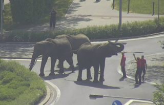 VIDEO: Jumanji? Centrem města se procházela trojice slonů