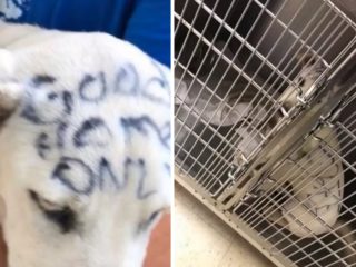 FOTO: Na&nbsp;ulici bylo nalezeno štěně počmárané fixem. Jeho příběh dojímá internet