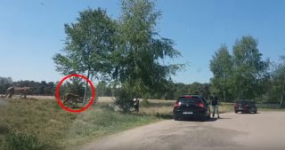 VIDEO: Rodina vystoupila na&nbsp;safari z&nbsp;auta. To neměla dělat!