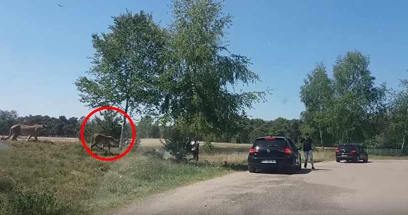 VIDEO: Rodina vystoupila na&nbsp;safari z&nbsp;auta. To neměla dělat!