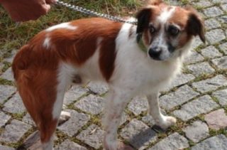 FOTO: Voříšek se projel trolejbusem a&nbsp;pak zamířil do obchodu. Skončil v&nbsp;útulku