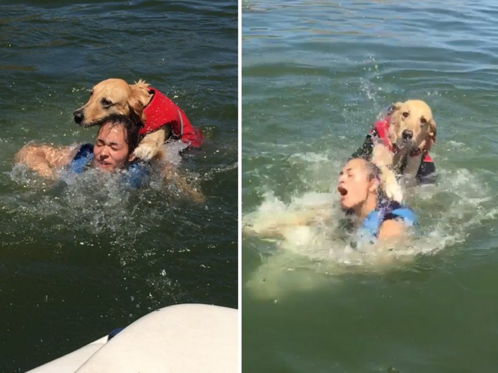 FOTO: Pes svou zbrklostí málem utopil ženu. Vtipné snímky se šíří internetem