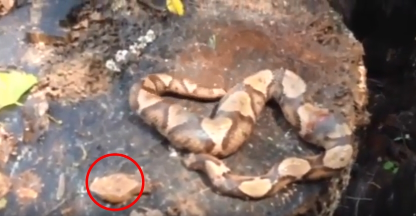 Smolař roku! Muž usekl hadovi hlavu, ta ho ještě stihla uštknout