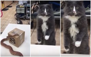 VIDEO: Kočka poprvé spatřila hada! Její reakce baví svět