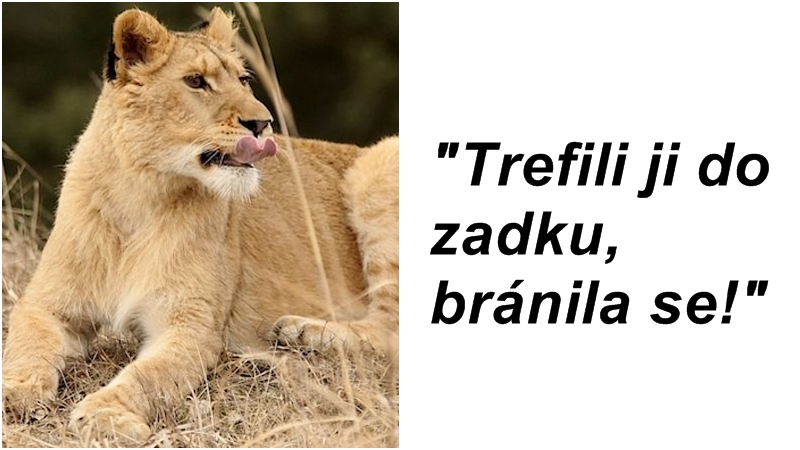 Střet cyklisty a&nbsp;lvice: Trefili ji do zadku, jen se bránila, tvrdí majitel