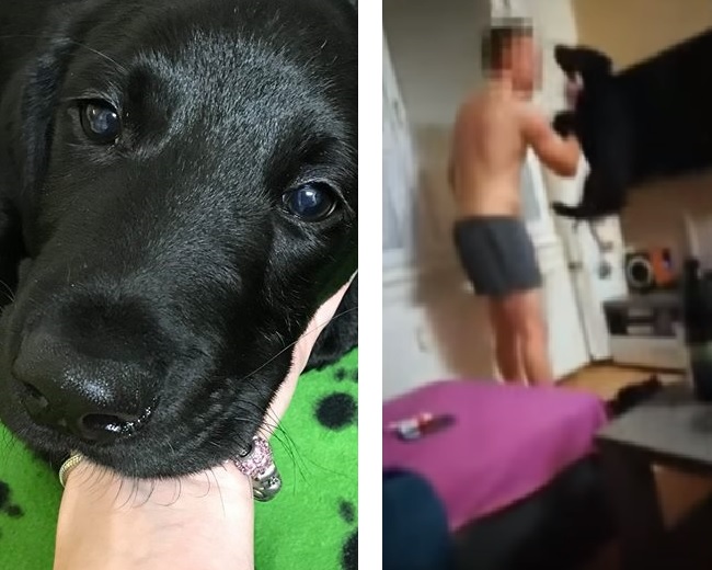 Brutálně týraný Marley na svého páníčka stále čeká! Nenašel se nikdo vhodný
