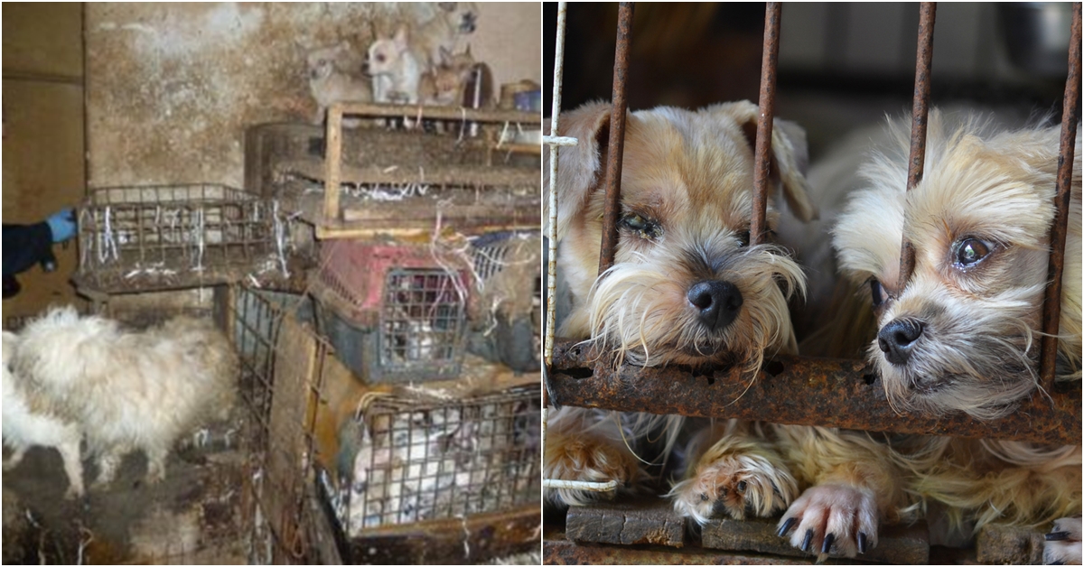 250 štěňat v&nbsp;dodávce, feny na&nbsp;hormonech: Česko je evropským rájem množíren!