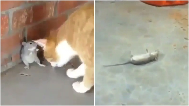 VIDEO: Tom a Jerry v reálu? Myška předstírala, že je mrtvá, aby se zbavila kočky