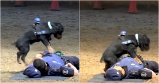 VIDEO: Neuvěřitelné! Psí borec provedl resuscitaci na&nbsp;policistovi