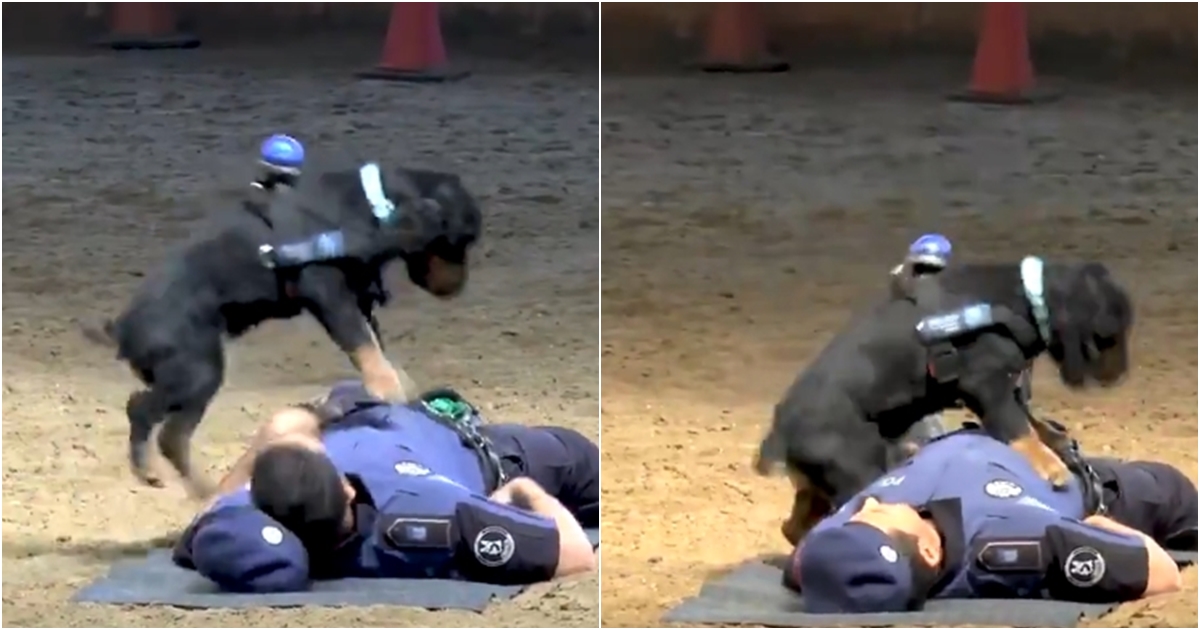 VIDEO: Neuvěřitelné! Psí borec provedl resuscitaci na policistovi