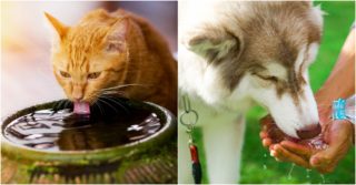 Jak v&nbsp;horku ohlídat pitný režim mazlíčků? Vyzkoušejte tyhle tipy