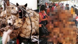 Festival hrůzy začíná za pár dní: Tisíce koček a&nbsp;psů jsou uvařeny a&nbsp;snědeny!